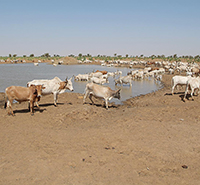 Herd of cattle at a watering hole
