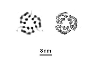 XFEL images of bacteriorhodopsin proteins