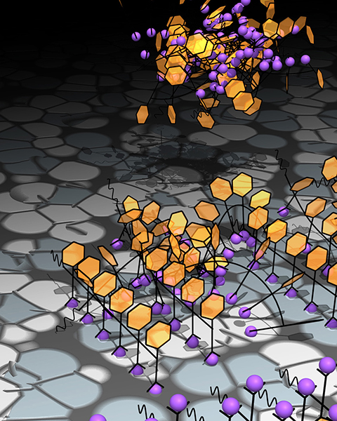 Crystallization paths