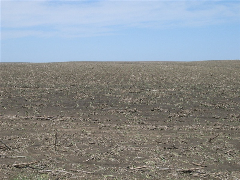 This image depicts a field of battered, flattened corn.