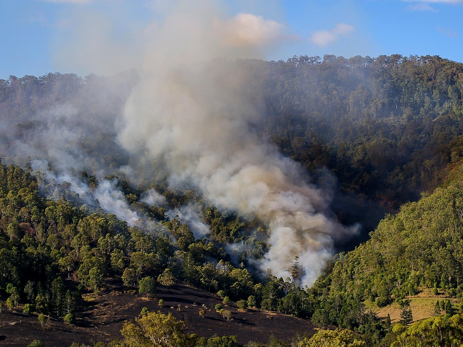 This image depicts a wildfire burning within green, forested hills. Dark smoke billows upward.