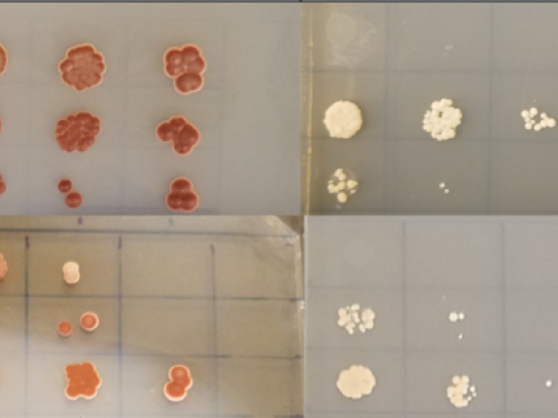A yeast-2-hybrid experiment shows yeast growing on two selective media plates after mating