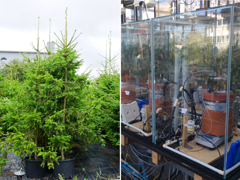 This split image shows potted spruce trees, left, and spruce trees enclosed in containers with low CO2 concentrations, right.