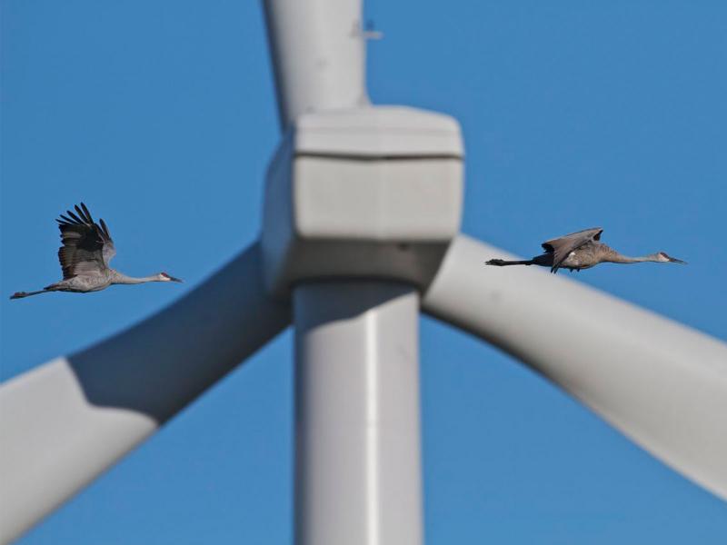 Cranes flying by wind turbine