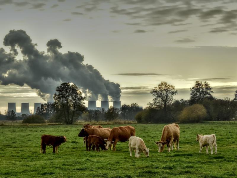 A small group of cows rest and forage in a field. Just beyond them, a power plant looms on the horizon, its emissions billowing into Earth's atmosphere.