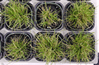 PNNL's research today may help feed the planet tomorrow