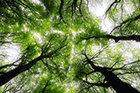 PNNL research sees the forest for the trees to fight drought, fires, climate change
