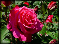 Photo of a rose