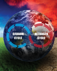 the carbon and nitrogen cycle interact with dynamic vegetation