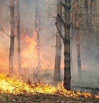 vegetation fires