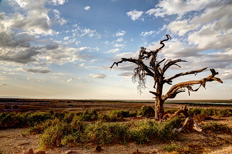 dead tree