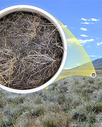 soil sample near Rattlesnake Mountain