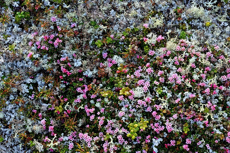 changes in climate can affect tundra plants