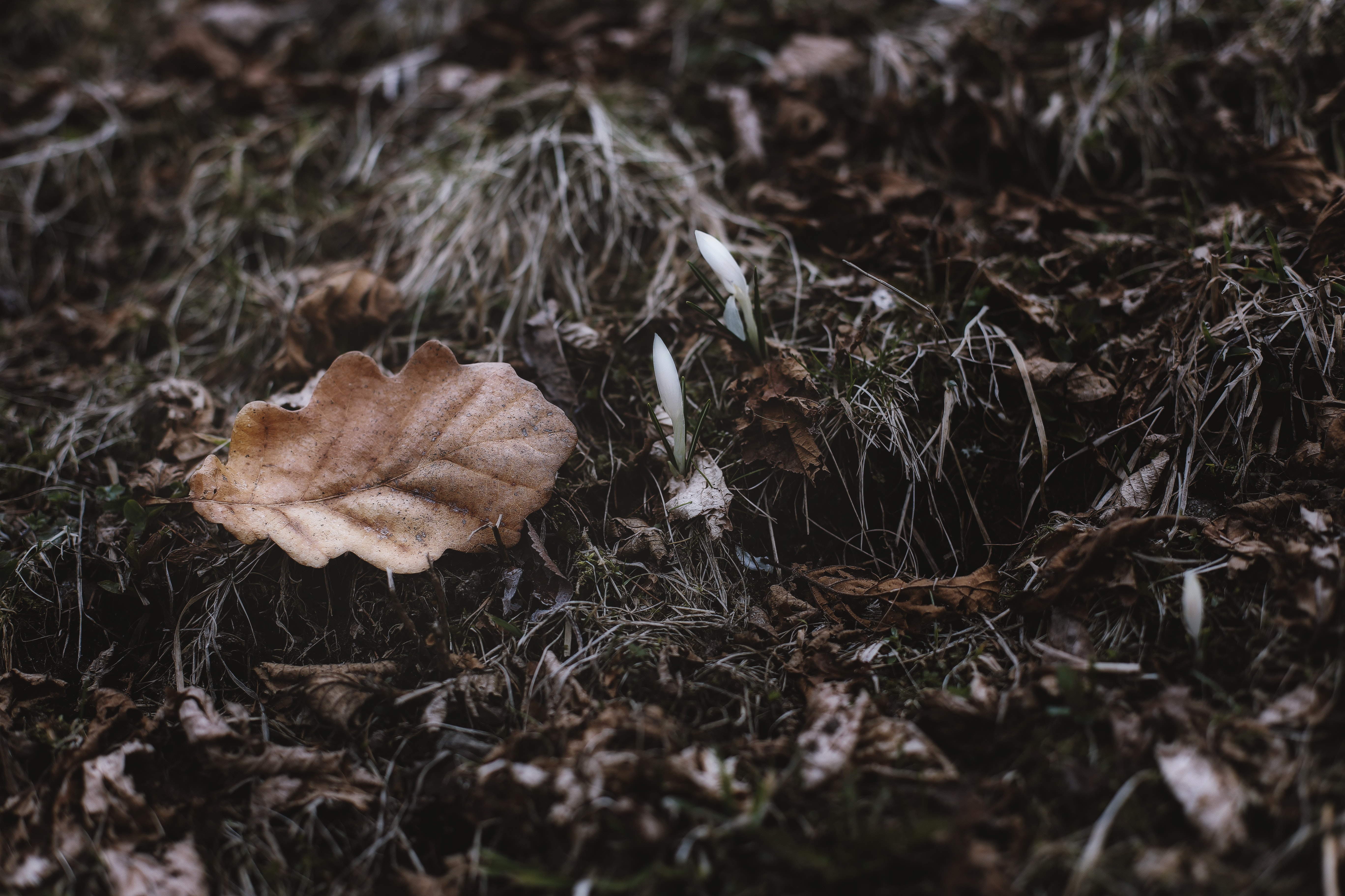 Dried leaf