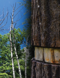 girdled trees in dying forest