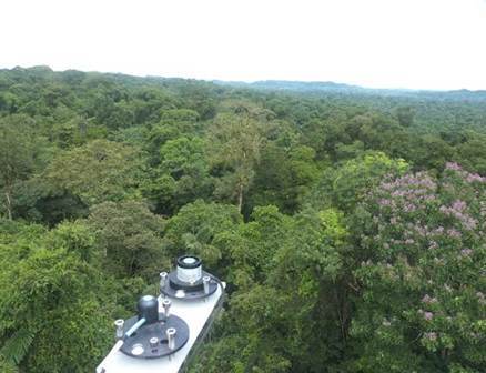 goamazon eddy flux tower