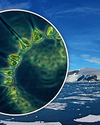 southern ocean phytoplankton clouds