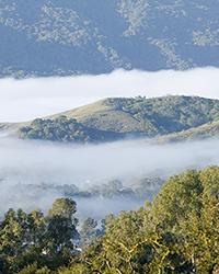 aerosols mixing in California treetops