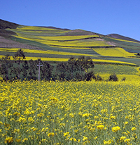 rapeseed field crop for bioenergy