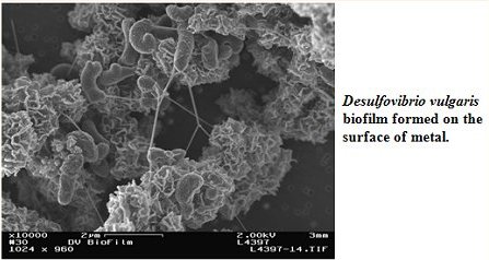 Desulfovibrio vulgaris