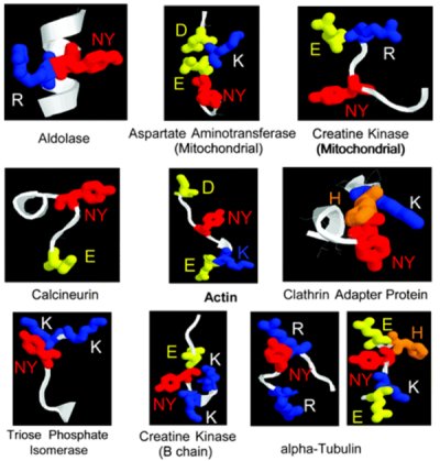 3-D structure of nitrotyrosine sites