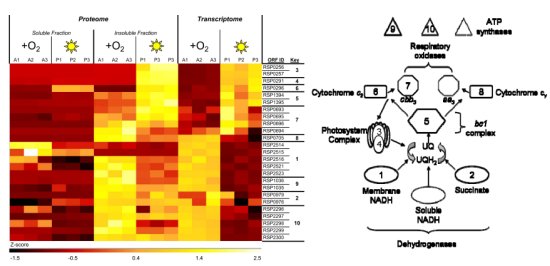 Heat map comparison between proteins observed in R. sphaeroides aerobic