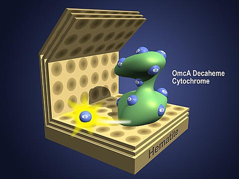 Self-Sealing Biocell