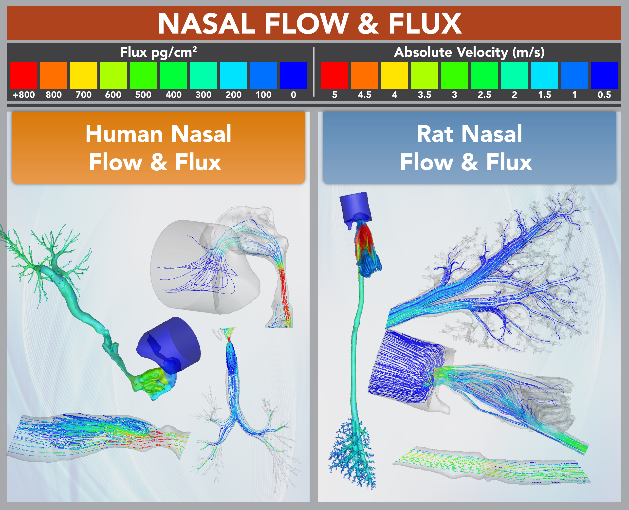 Airflow imaging of rat and human respiratory airways