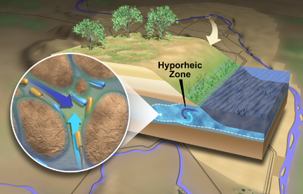 James Schematic of hyporheic zone