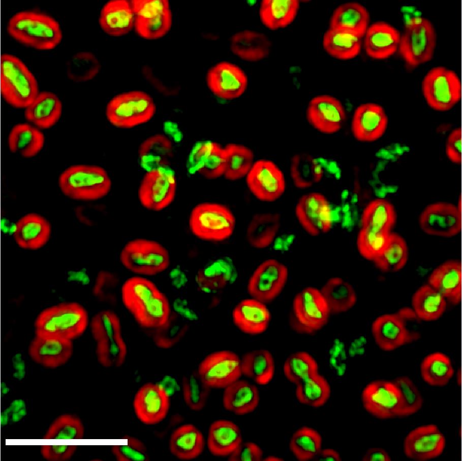 Microscopy Image