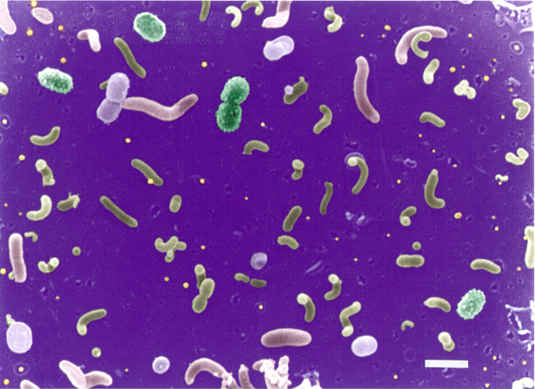 Lipton_bacterioplankton