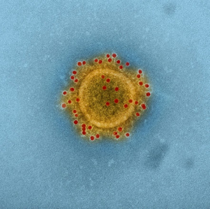 MERS-CoV