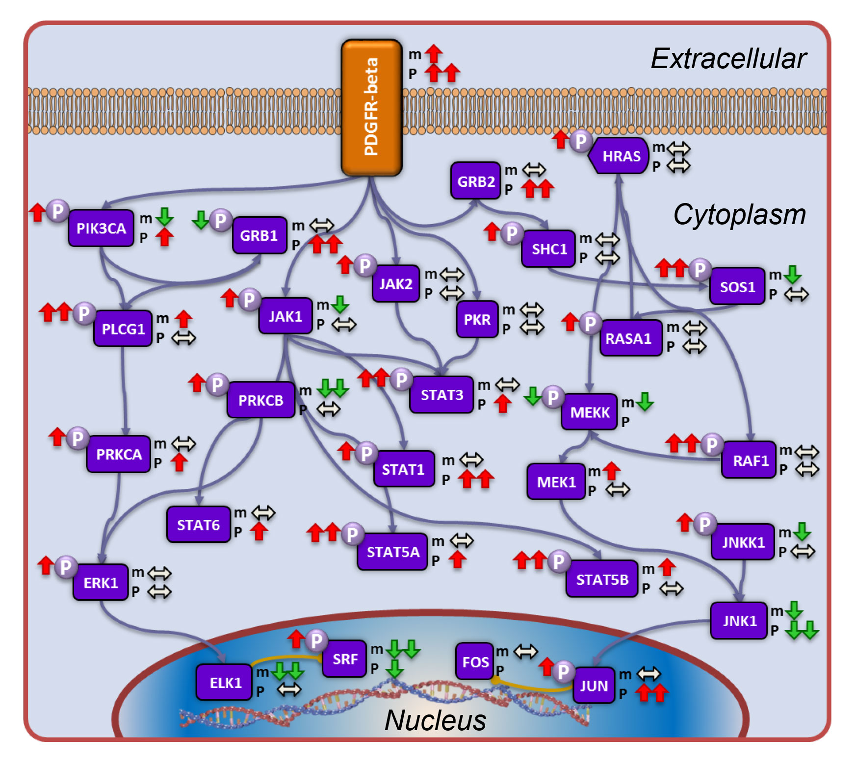 Pathway analysis associated with patient survival