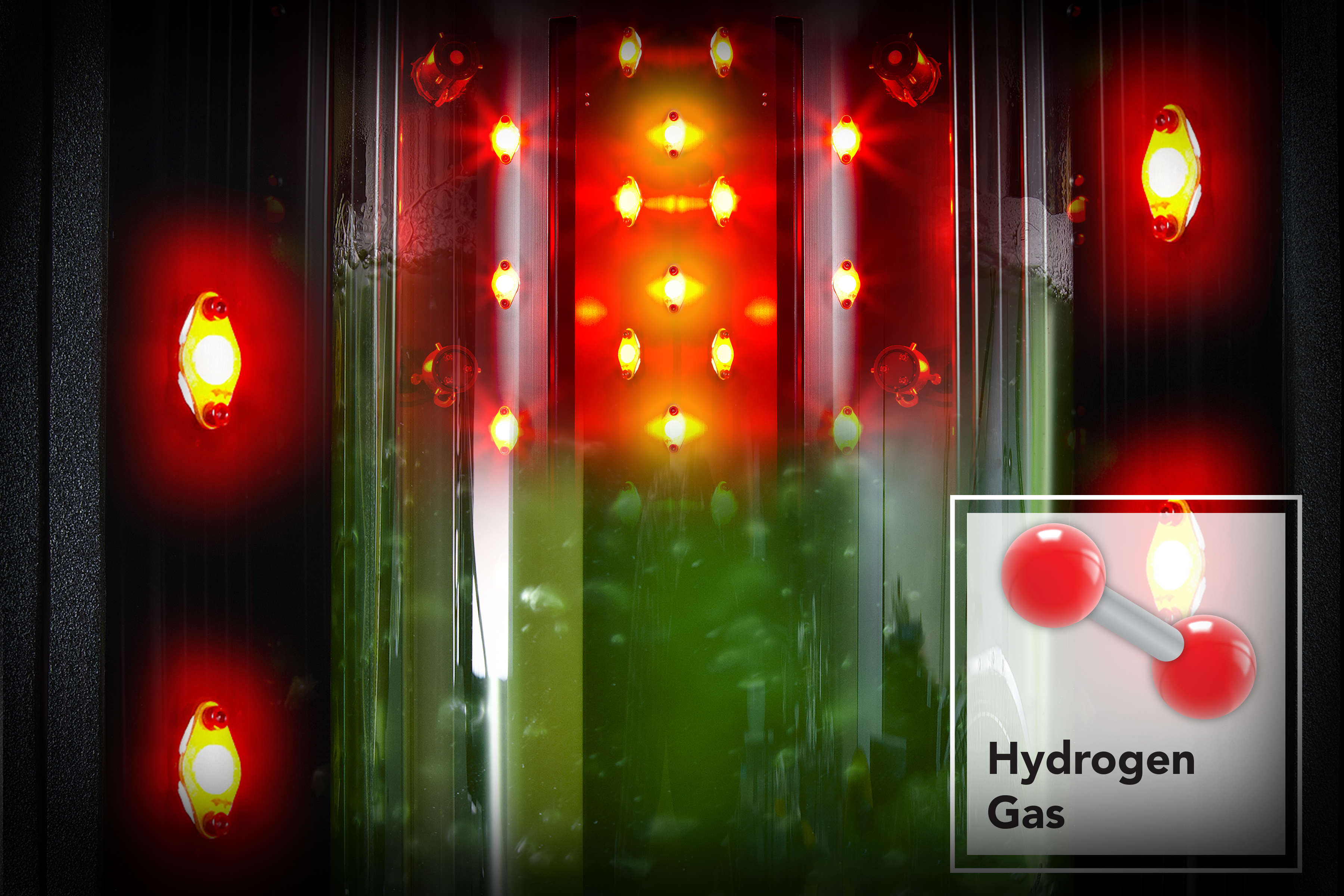 Bacterial culture inside photobioreactor