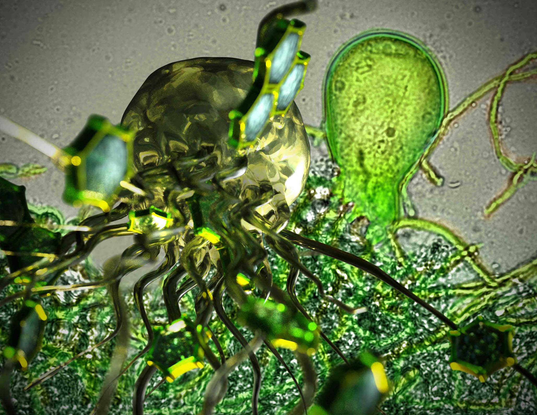 gut fungi