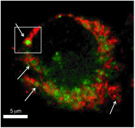 Artistic rendition of cell-permeable chemical probes labeling redox-sensitive cysteine thiols in living <i>Synechococcus</i> sp. PCC7002