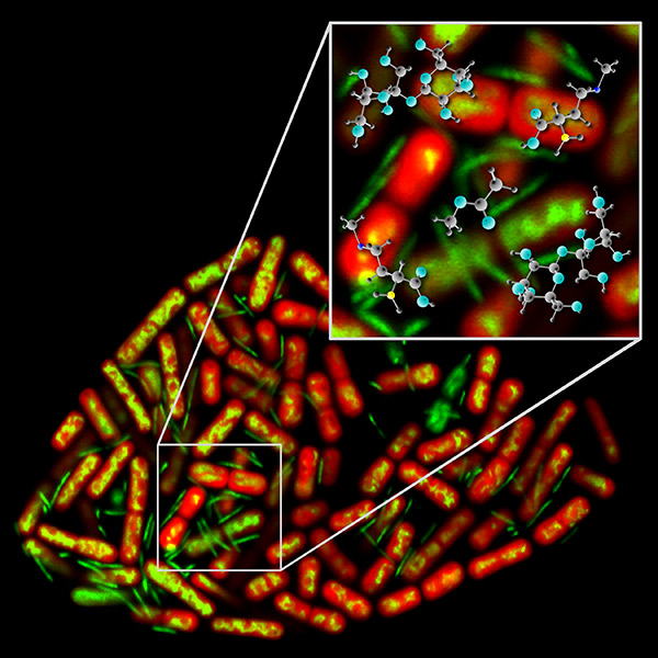 Confocal micrograph depicting a thermophilic microbial consortium