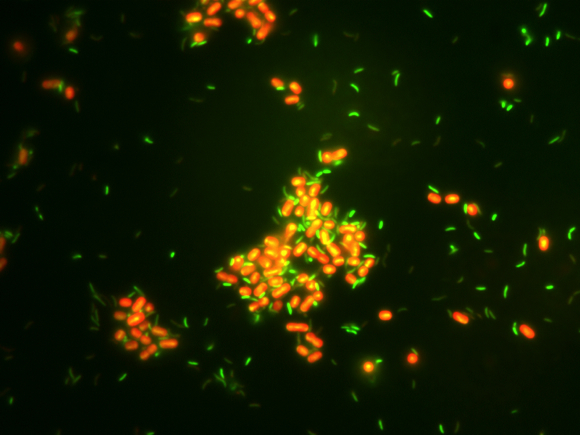 image of Synechococcus