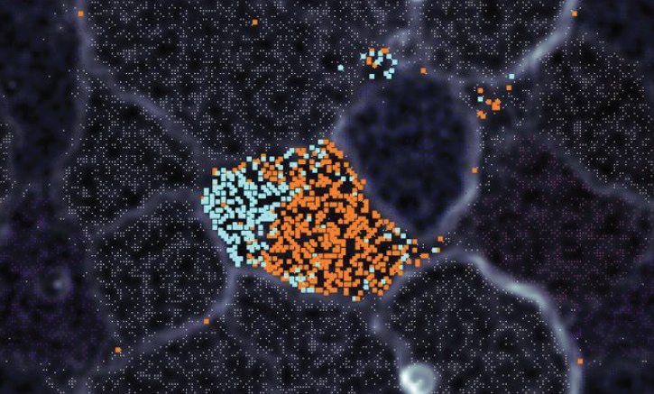 Image of genomes in microbial community