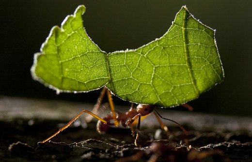 Leaf cutter ants