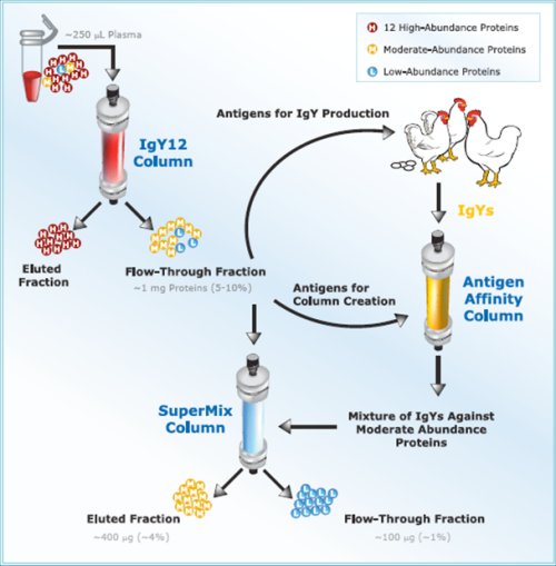 This shows the tandem IgY12-SuperMix immunoaffinity separation strategy developed by GenWay Biotech and PNNL. The SuperMix column was generated by using the protein mixture from IgY12-depleted human plasma as mixed antigens. For the tandem separations, the IgY12 LC-10 column initially separates plasma or other biofluid samples. The flow-through from the IgY12 column is further separated by the SuperMix LC2 column into the flowthrough and eluted fractions. The typical recoveries are indicated assuming ~250 µl of plasma is loaded.