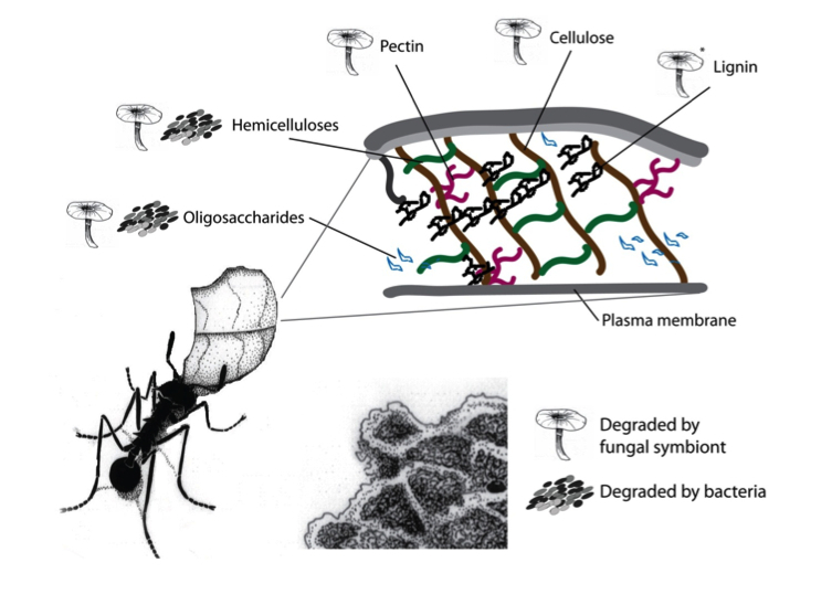 Plant polymer degradation in the leaf-cutter ant gardens