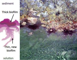 Biofilm