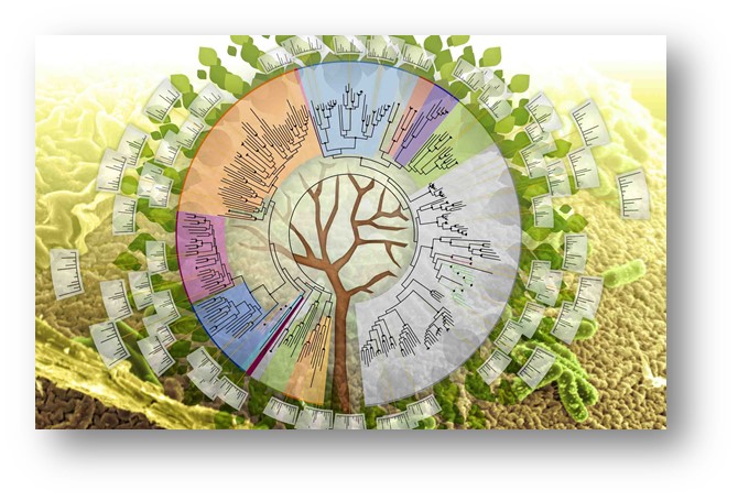 Biology Tree of Life