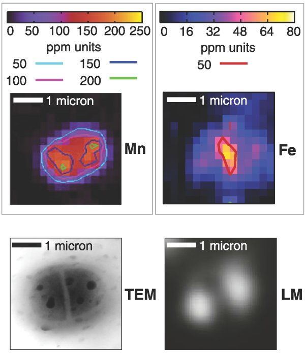 A new perspective on radiation resistance based on Deinococcus