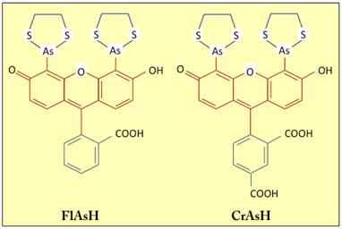 structures of fluorophores