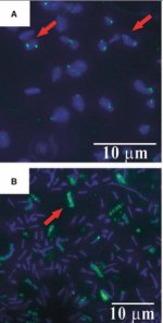 Micrographs