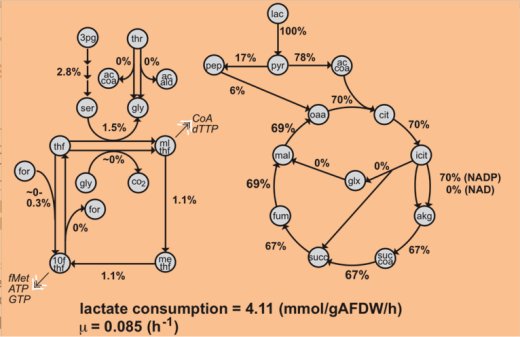 lactate consumption