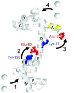 Model depicting proposed mechanism of sequential calcium binding to opposing CaM domains on the protein’s helices. Initial occupancy of calcium binding sites on the C-terminal domain (step 1) helps form a bridge between amino acids Tyr-138 and Glu-82 (step 2). The resulting stabilization disrupts interactions between helix A and basic side chains in helix D that include amino acids Lys-77 and Asp-2 (step 3). In step 4, a high-affinity binding cleft associated with target protein binding is formed. Letters correspond to individual helical elements; structure corresponds to that of calcium-activated CaM.