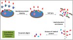 Membrane Protein
